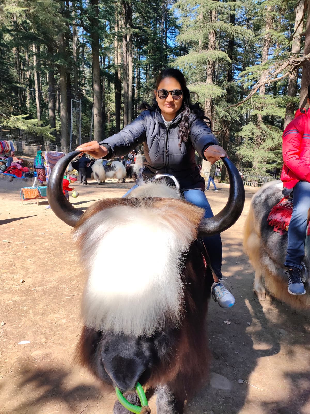 Yak Rides